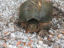 Turtle at Jones Swamp