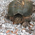 Turtle at Jones Swamp