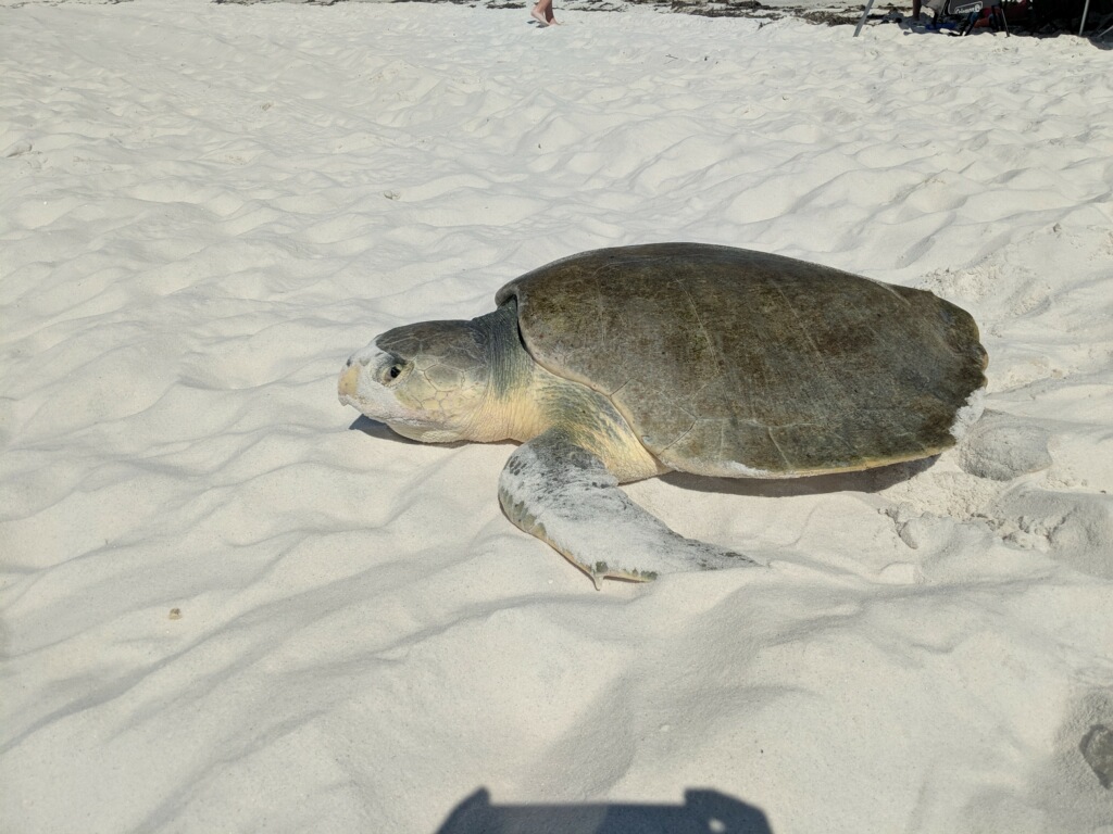 Kemp&#39;s Ridley sea turtle on Pensacola beach
