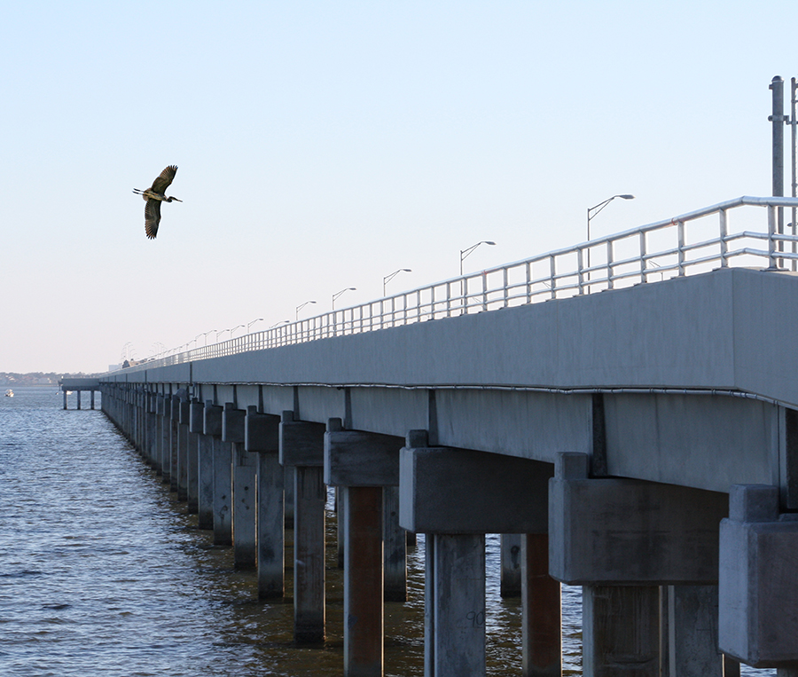A Brown Pelican Flies over the Pensacola Bay Fishing Bridge