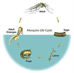 Mosquito Life Cycle Diagram