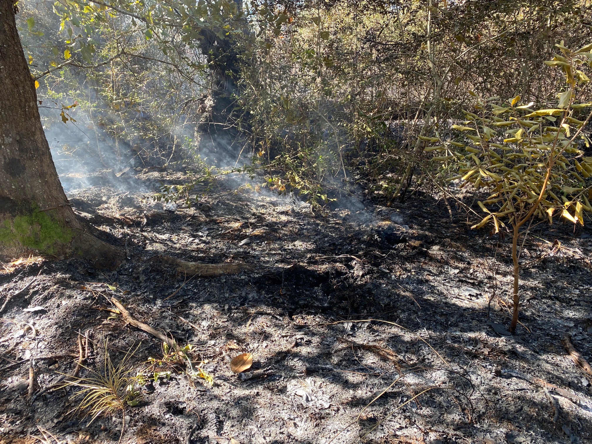 Burned wetland