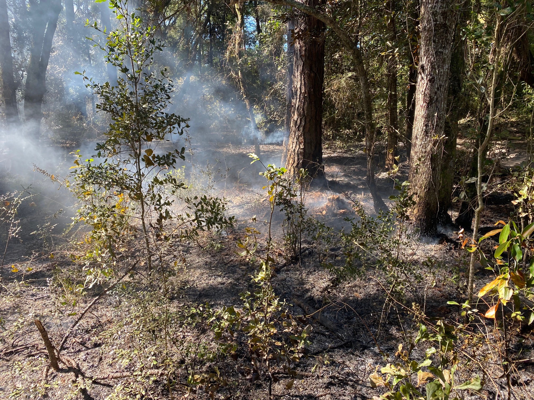 Burned wetland