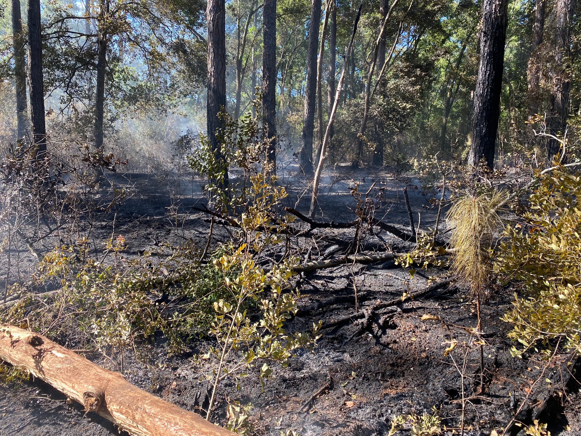 Burned wetland