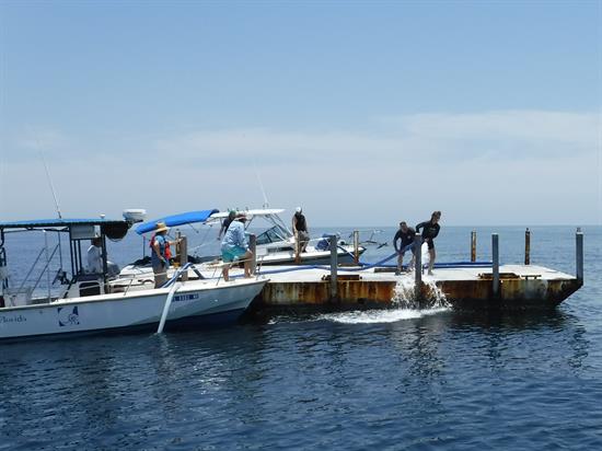 The Steel Argo Reef being deployed in the Gulf of Mexico