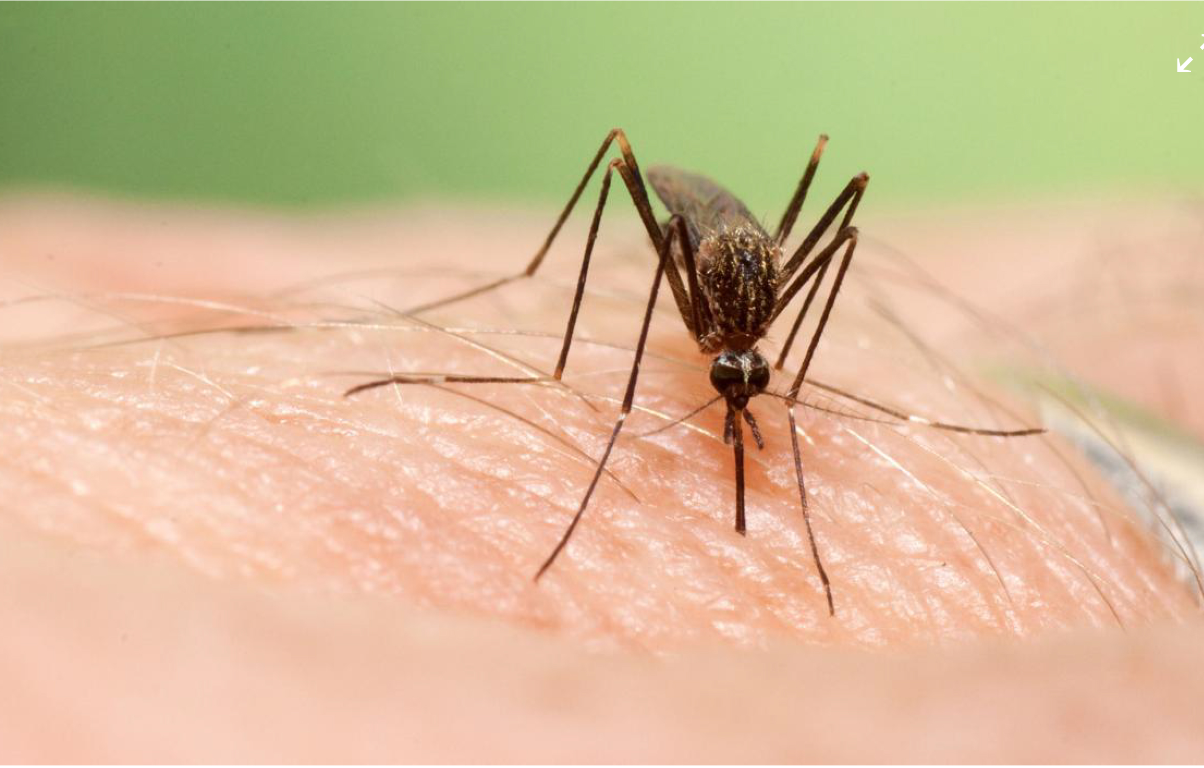 Asian Bush Mosquito