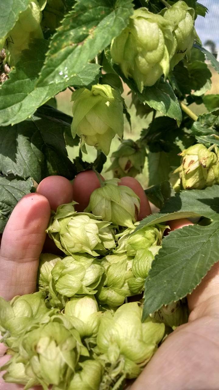Centennial Hops