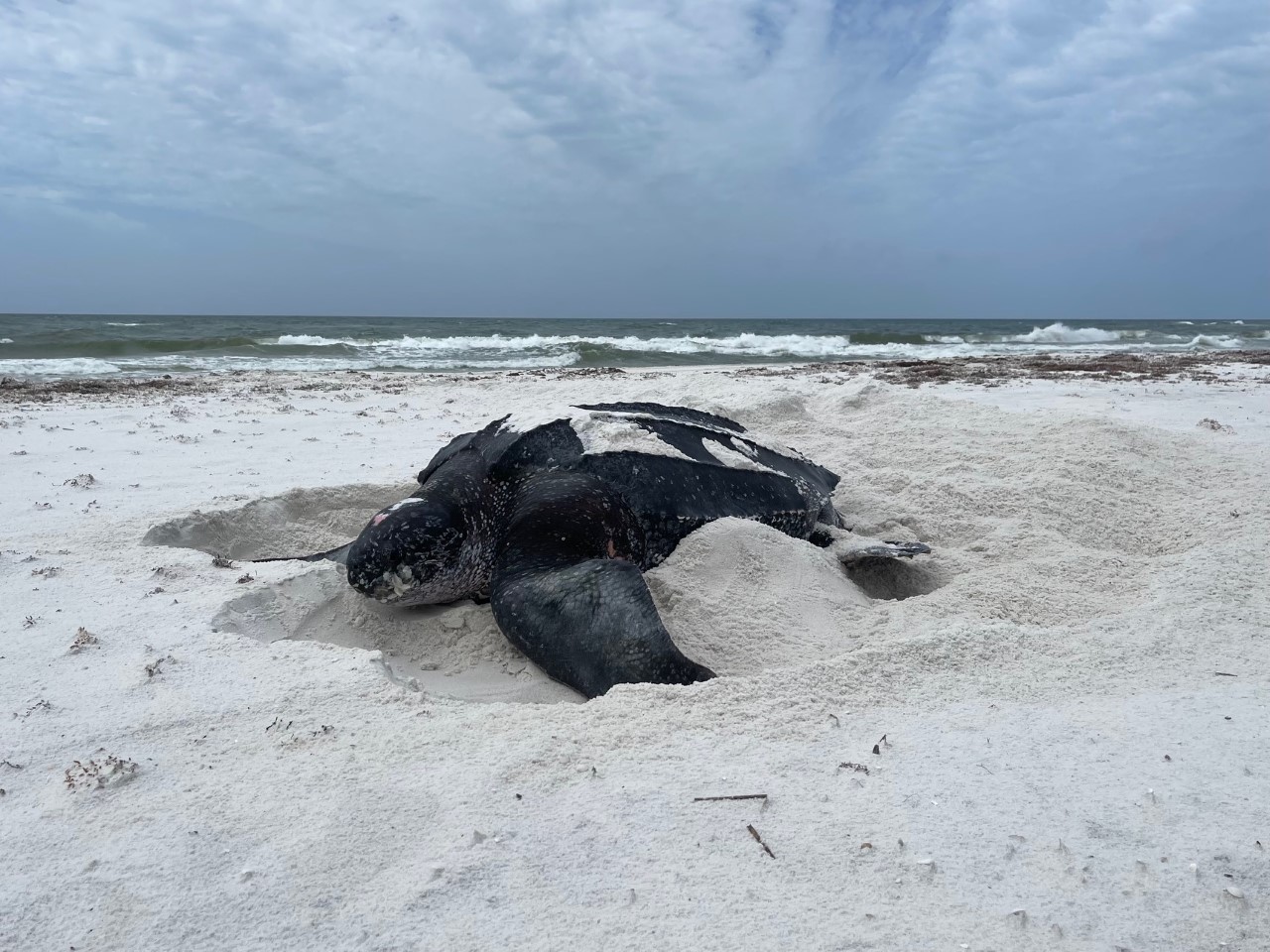 A leatherback sea turtle digs her nest
