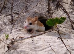 a Perdido Key Beach Mouse