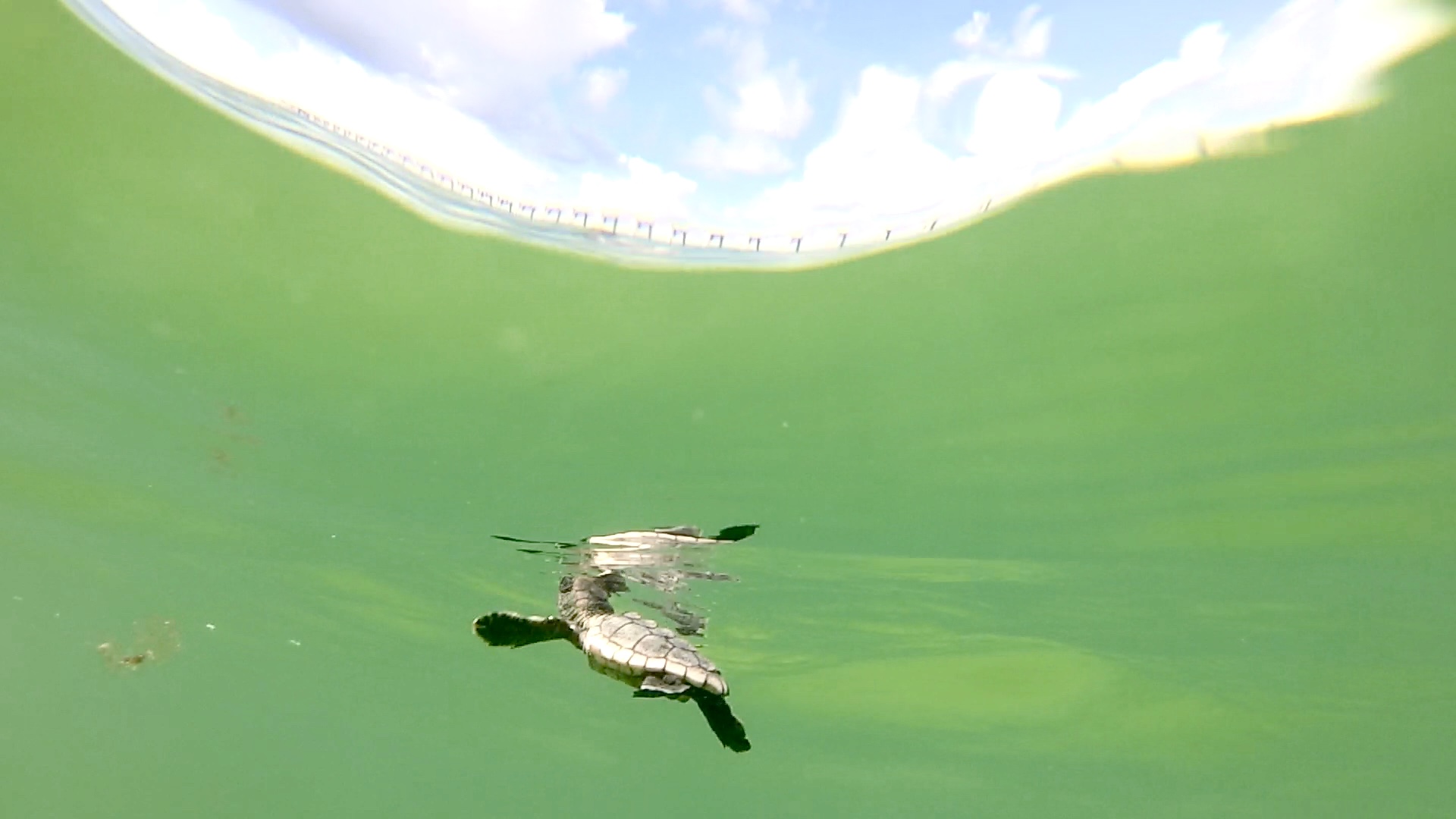 a sea turtle hatchling swims in open water
