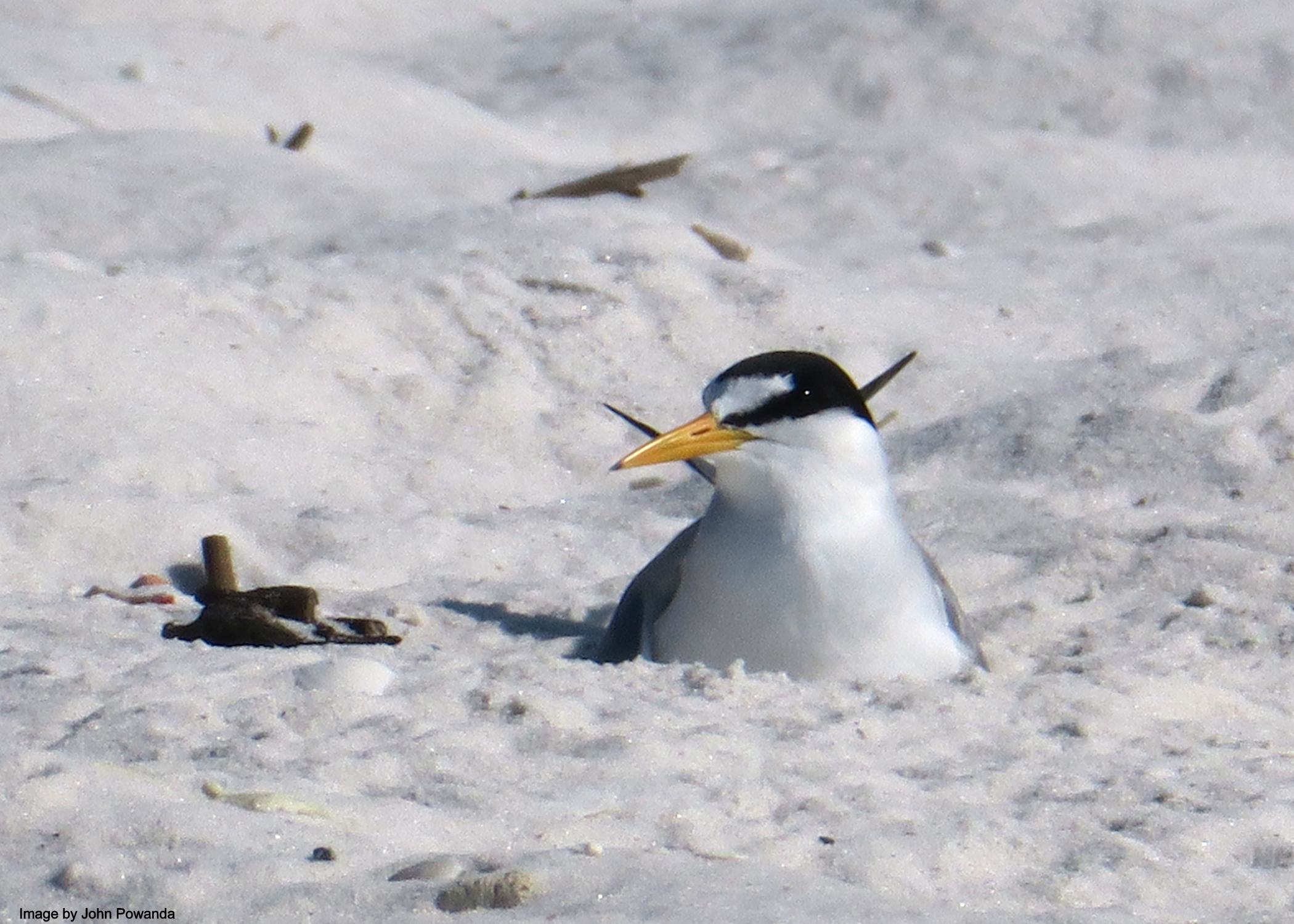 a least tern sits on a nest
