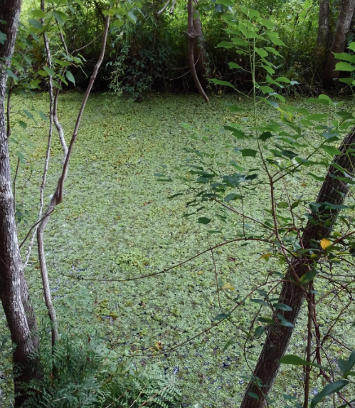 Giant Salvinia in Jackson Creek near Bayou Chico in Pensacola Picture of Giant salvinia overtaking a portion of the top of Jackson Creek