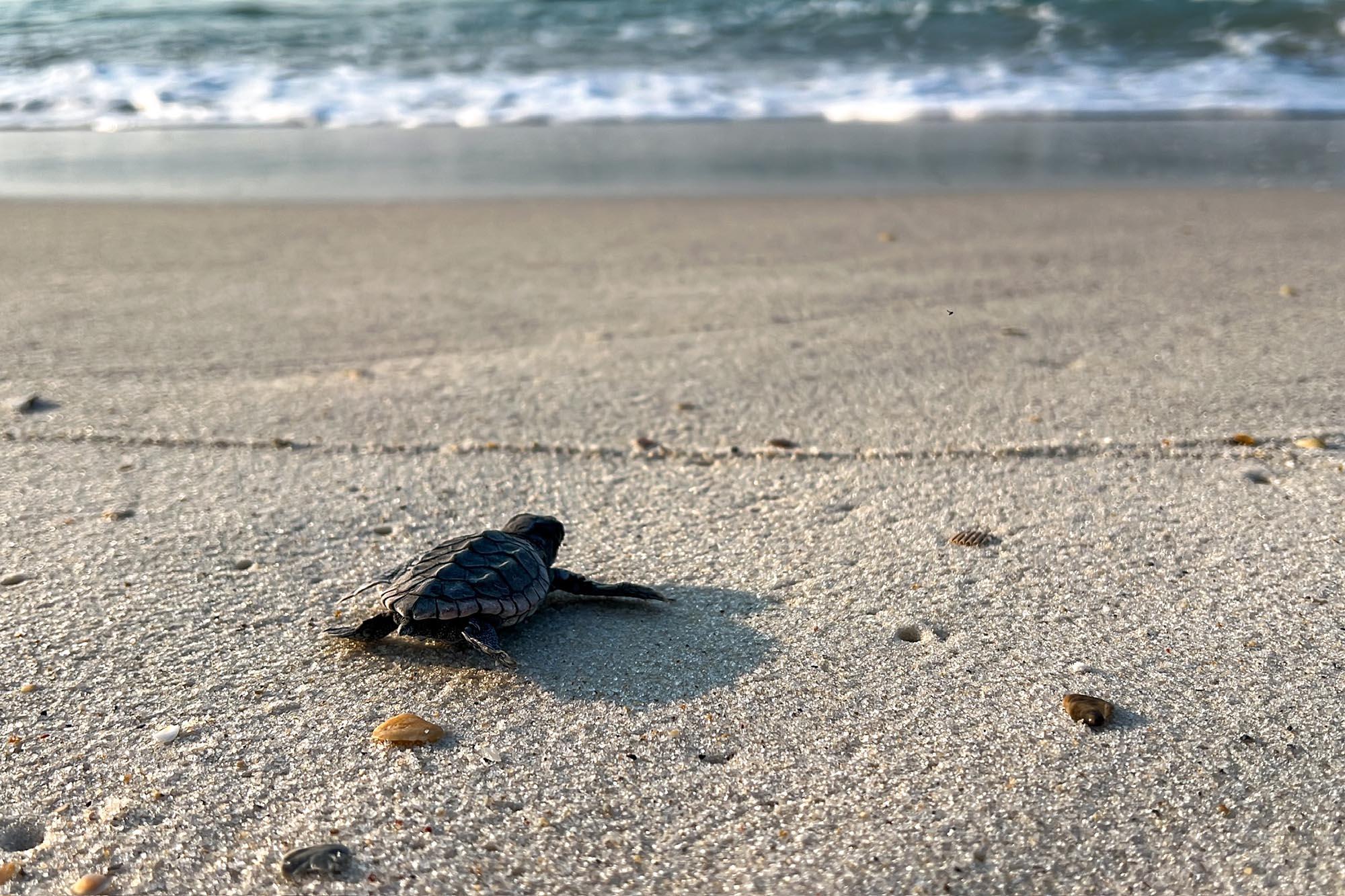 Loggerhead hatchling makes its way to the water