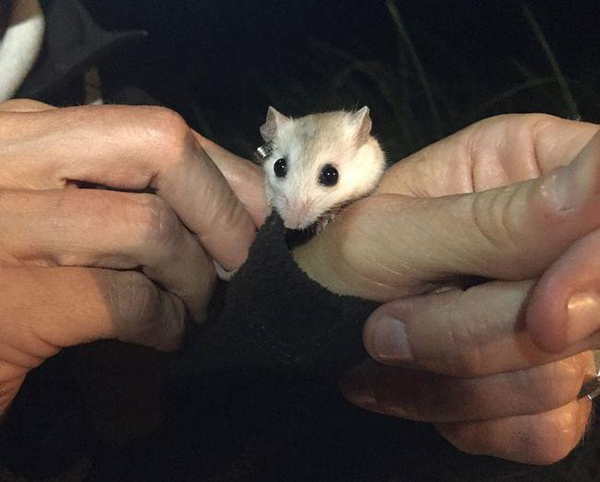 A Perdido Key beach mouse is held in someone's hands. The Perdido Key Beach Mouse is a small subspecies of old field mouse, found only on Perdido Key.