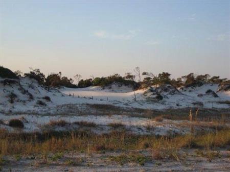 Perdido Key Dune Vegetation 