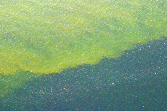 2005 Red Tide Bloom Offshore of Pasco and Pinellas Counties