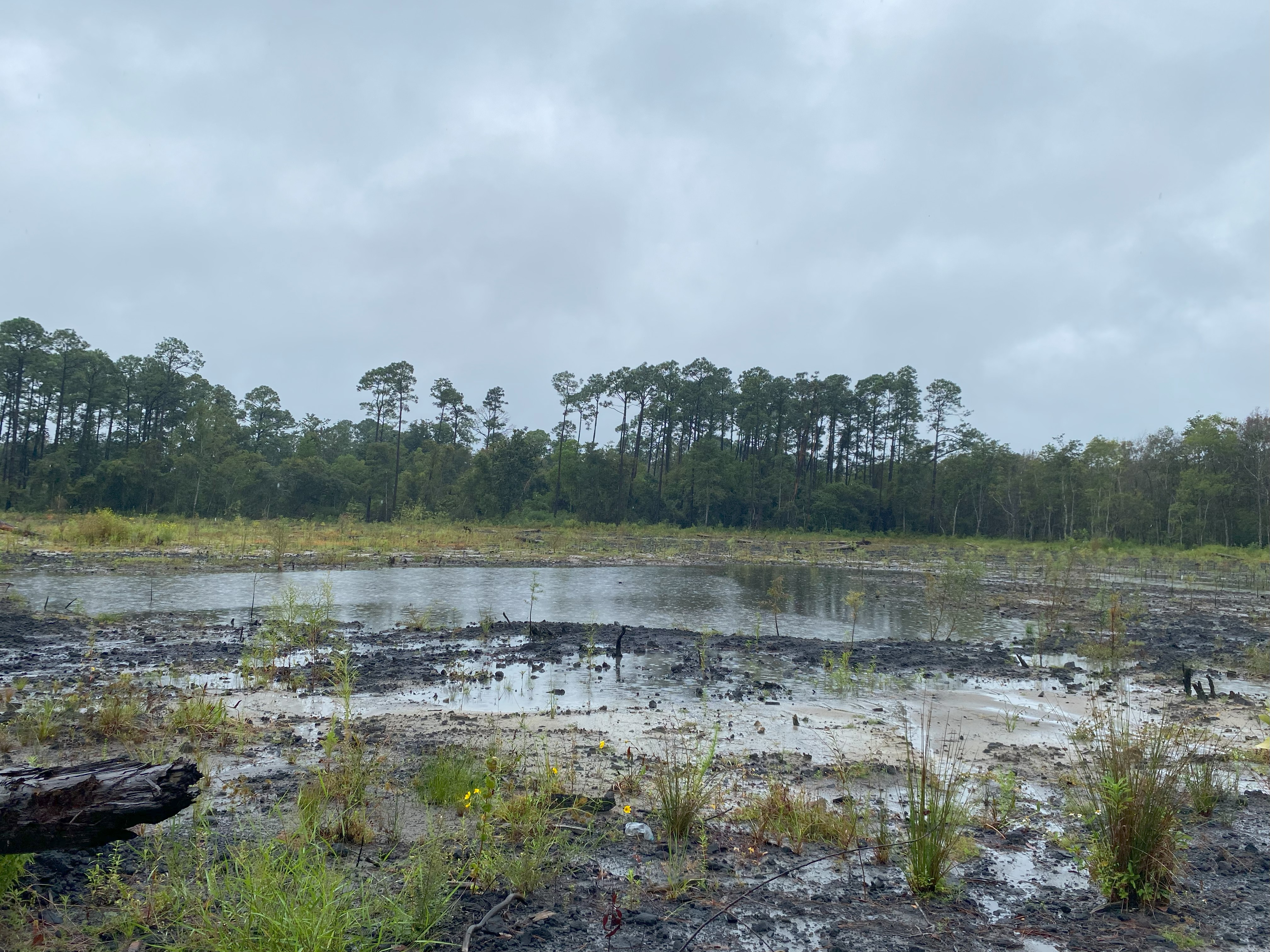 2024.10.4 Jones Swamp