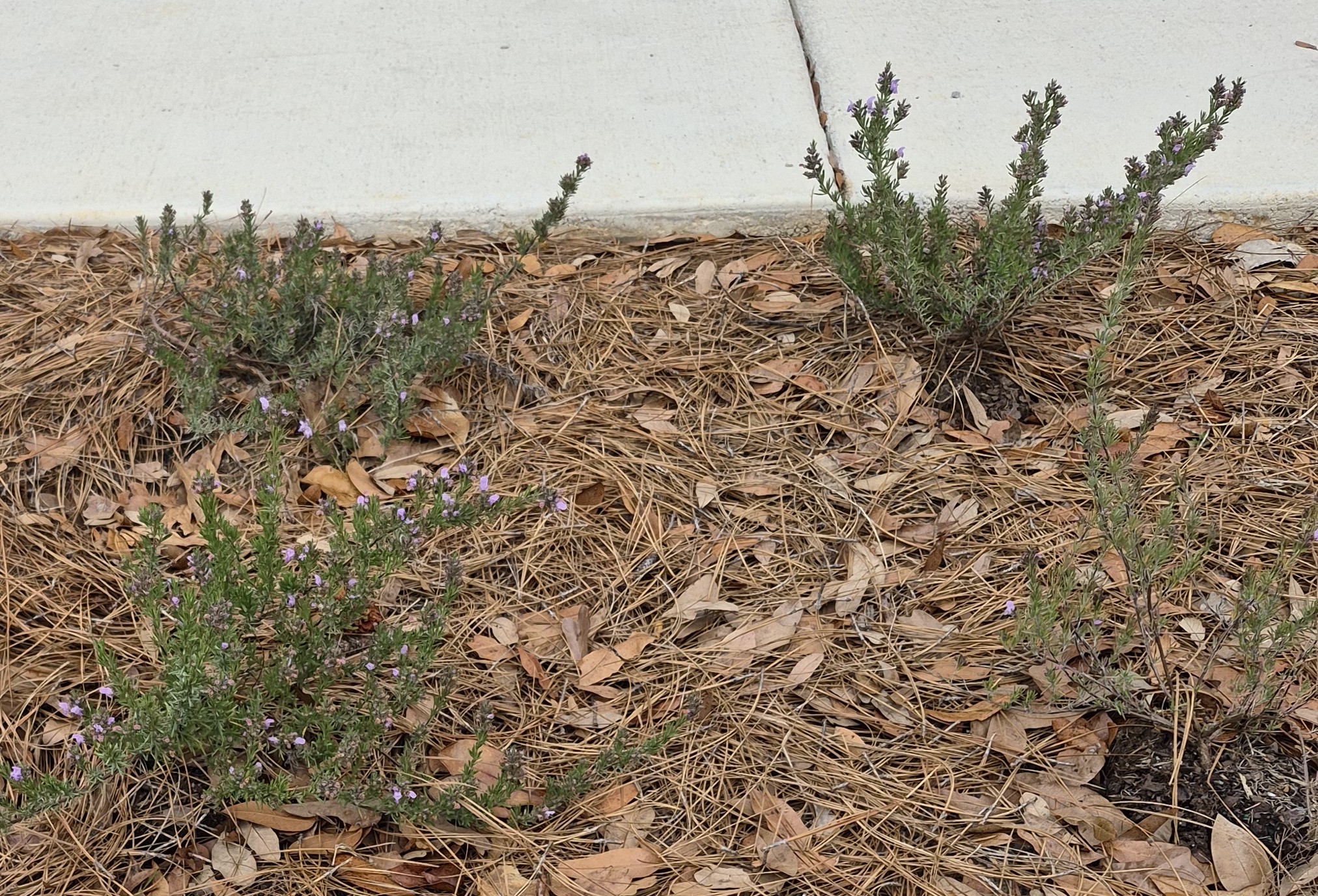 20260305_false rosemary blooms