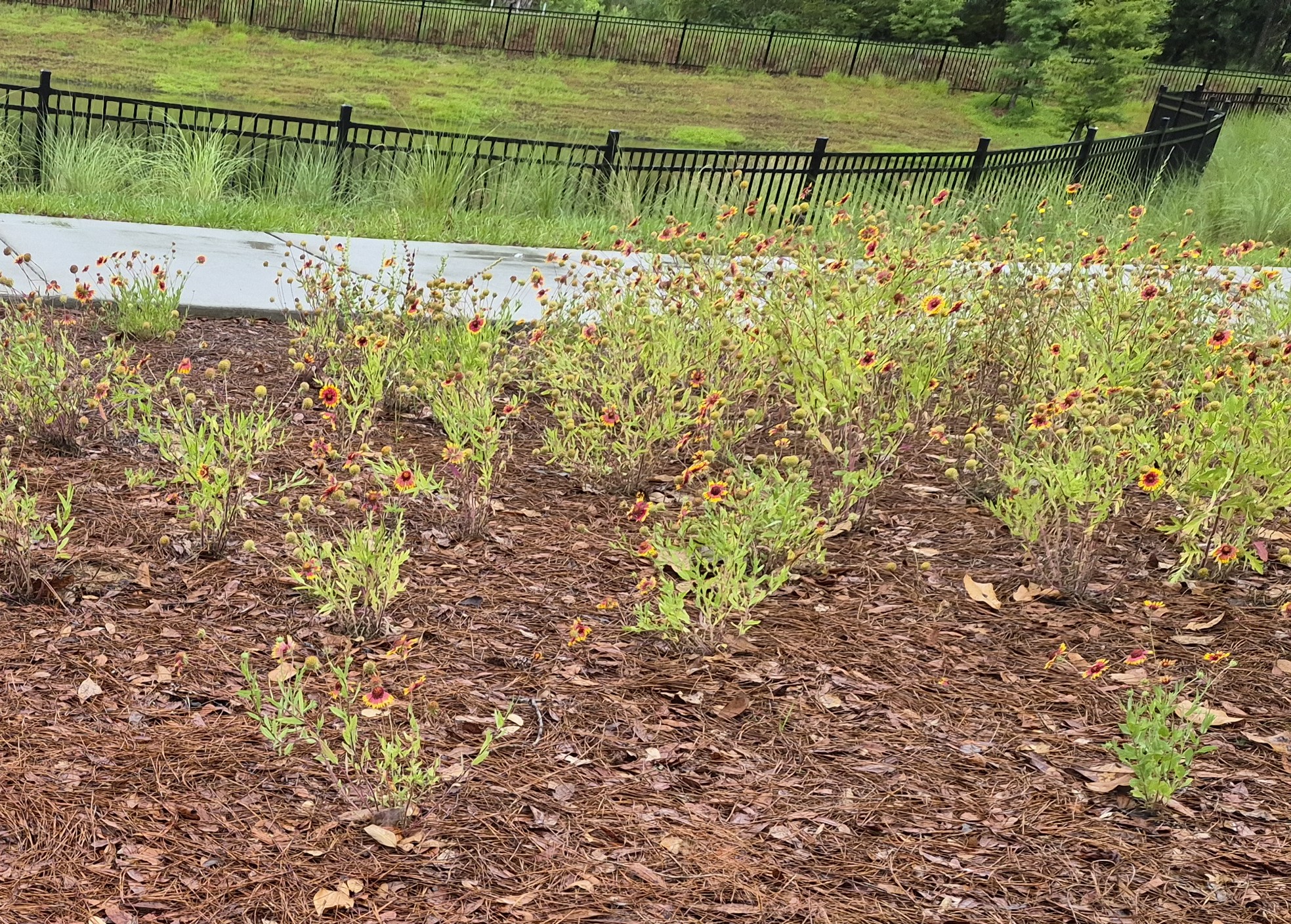 20260508_blanketflower