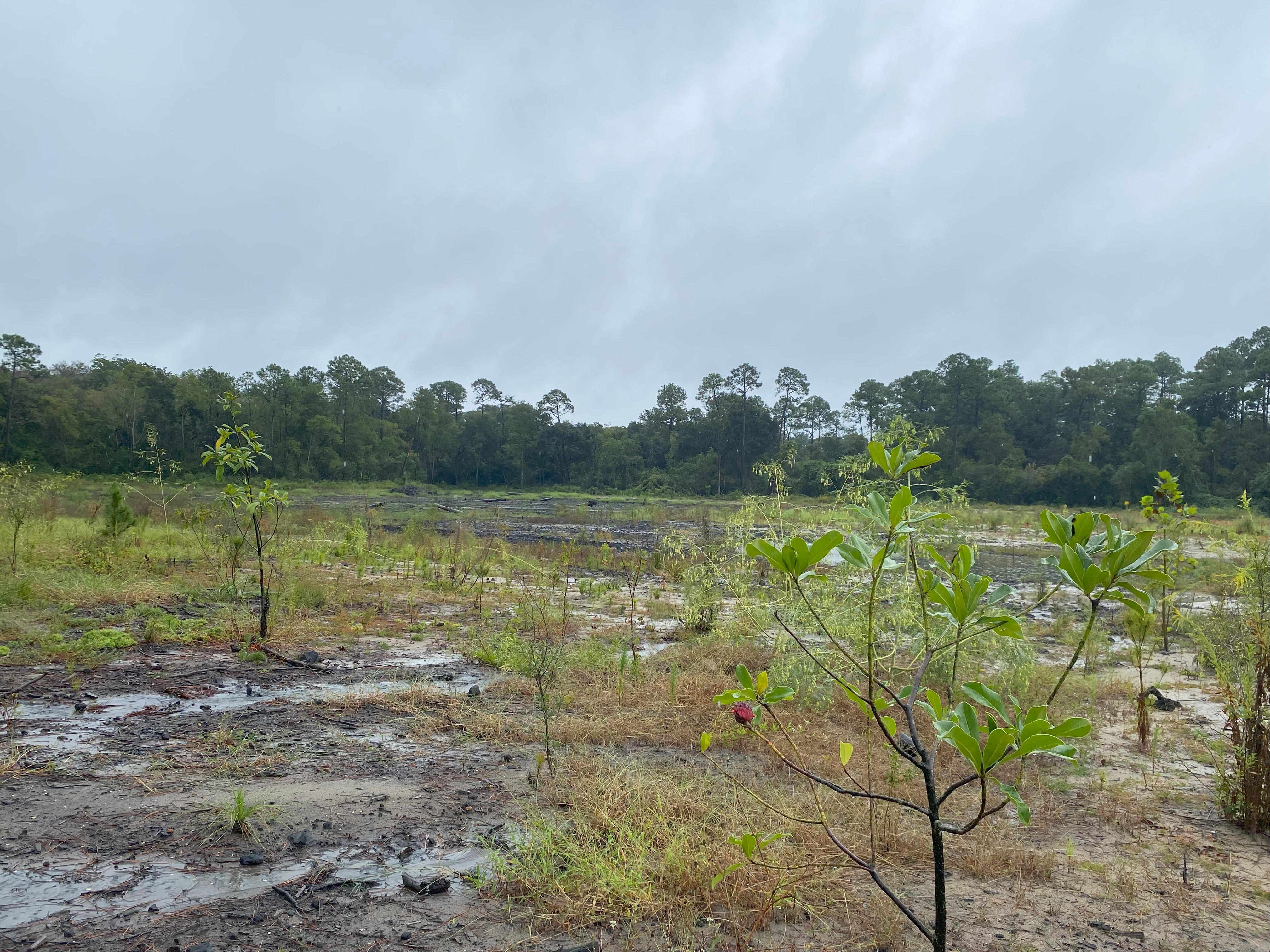 Jones Swamp
