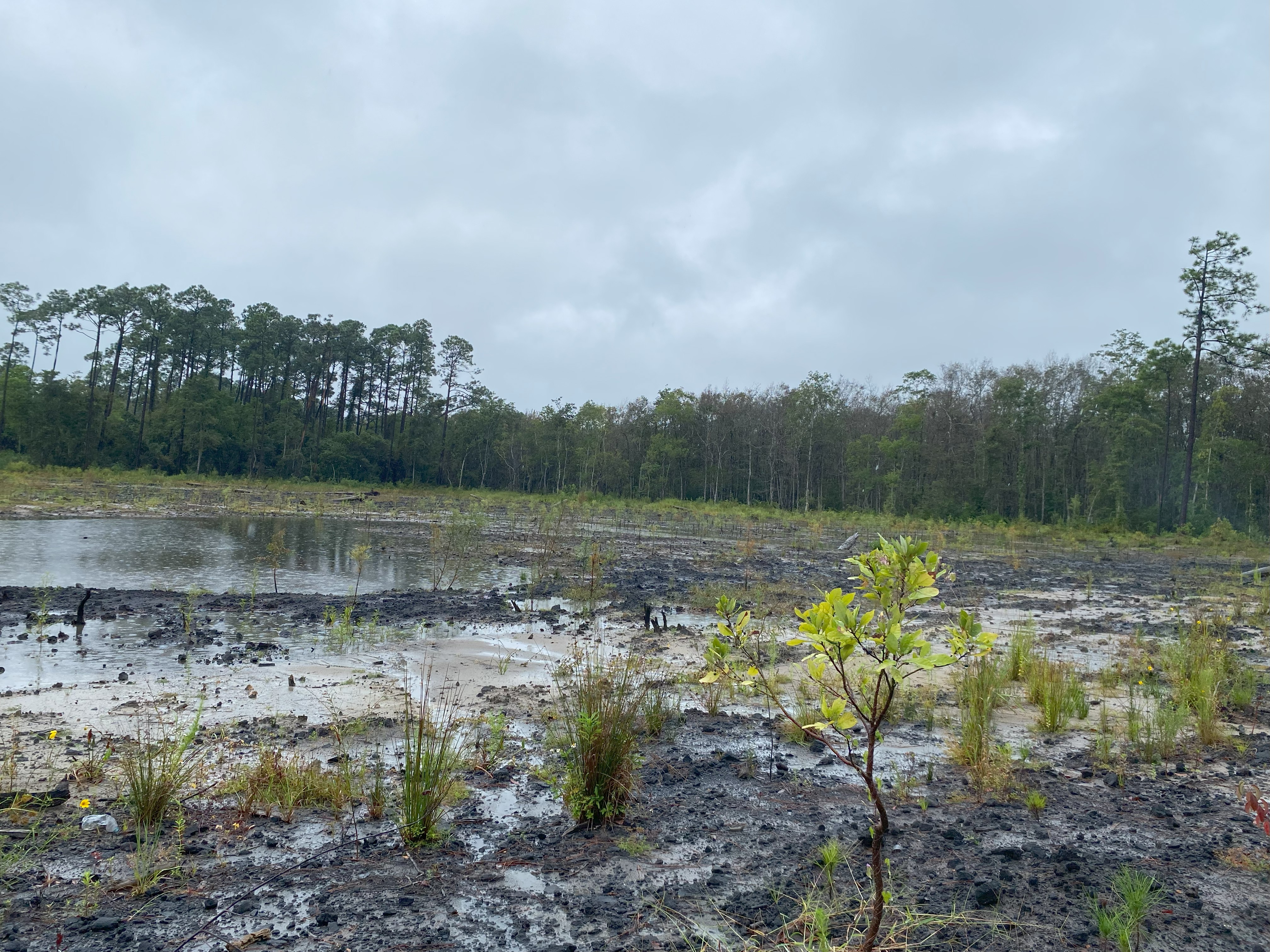 Jones Swamp3