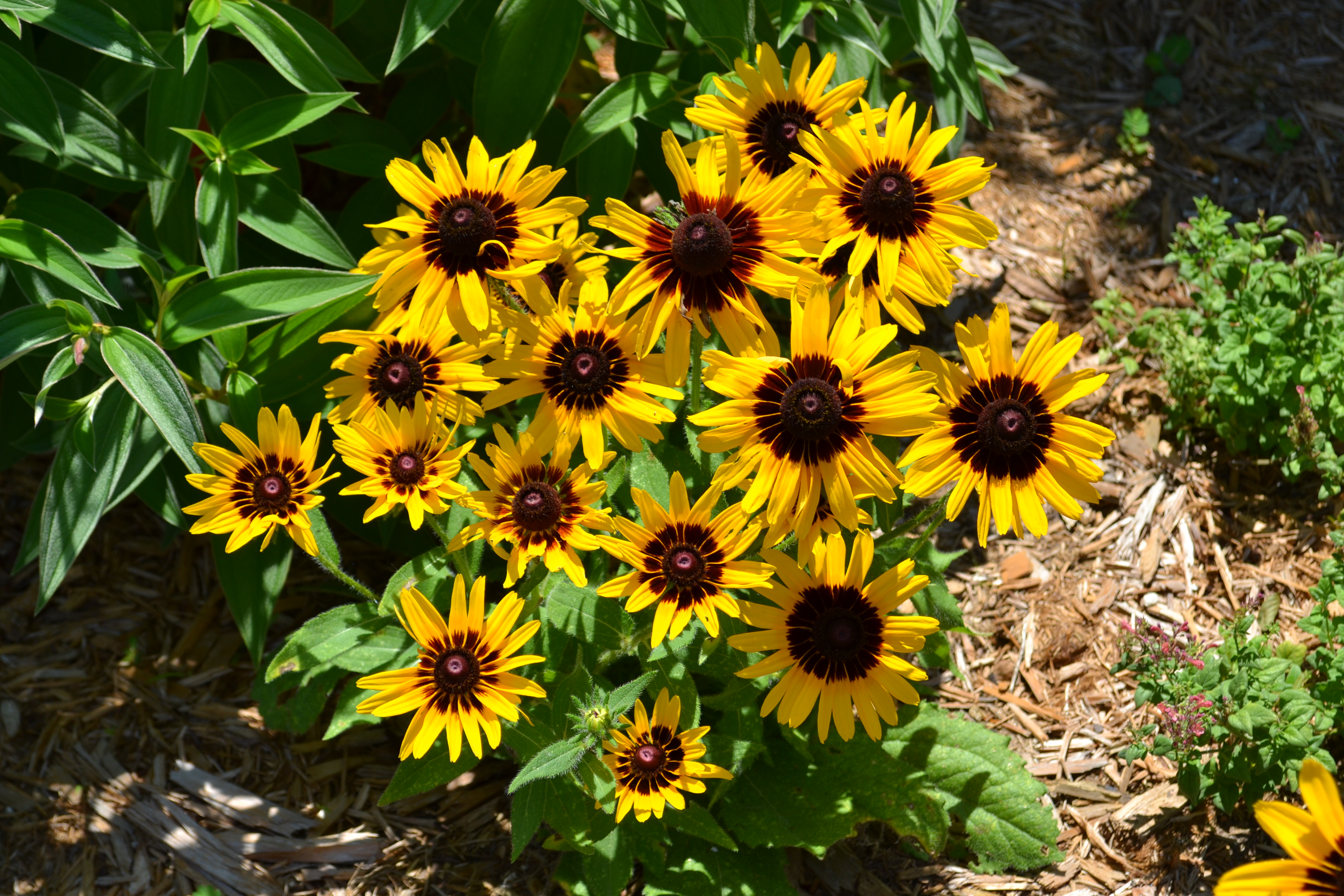 Rudbeckia Denver Daisy