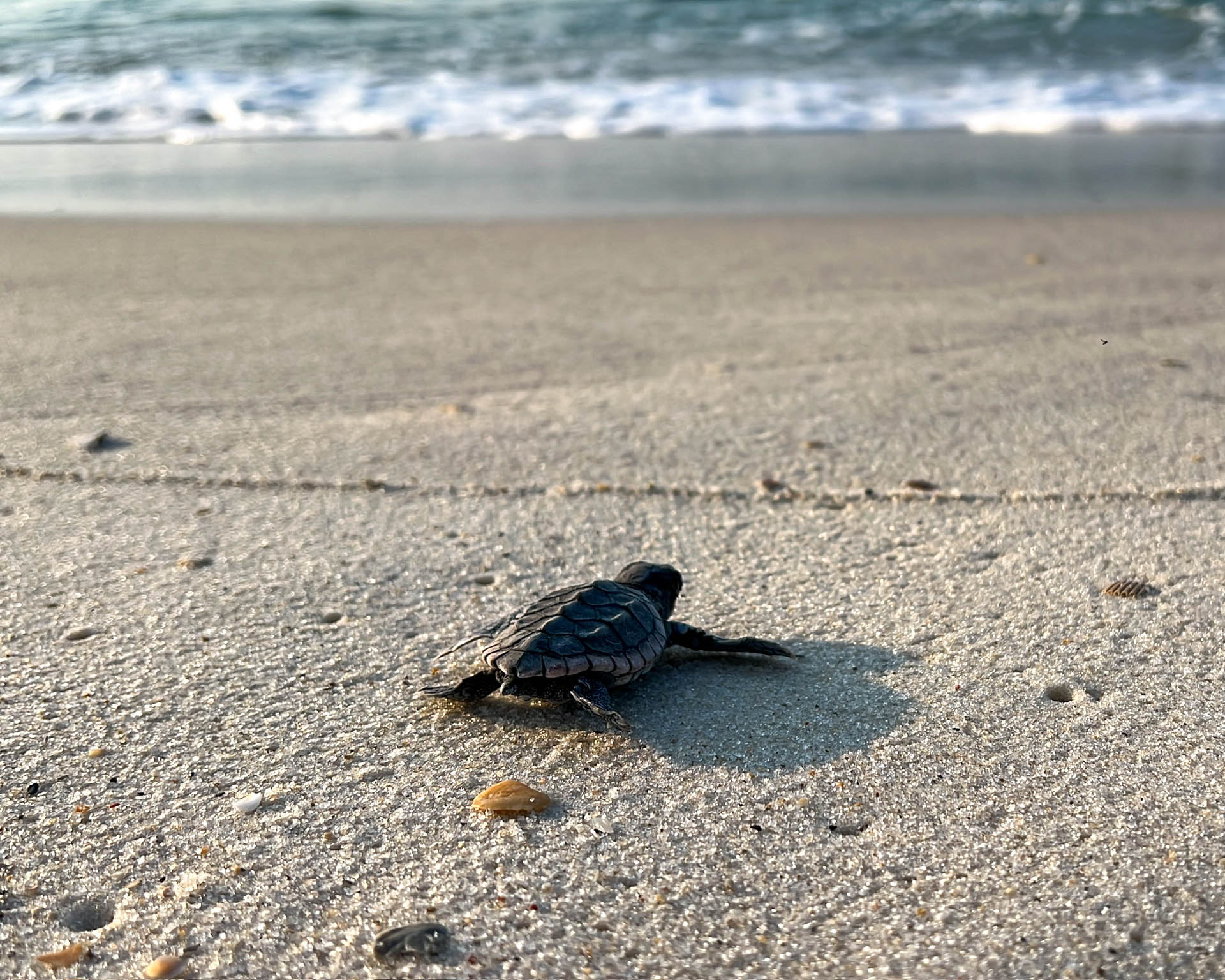 Sea Turtle Season 2024 Sea turtle hatchling on the beach
