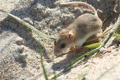 a Perdido key Beach Mouse