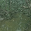 carpenter-creek-background