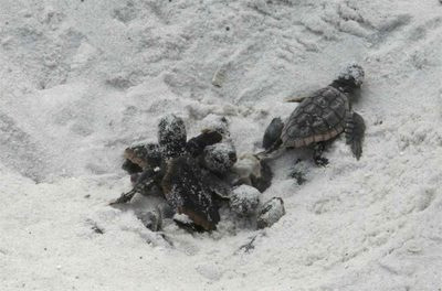 Sea Turtle Hatchlings