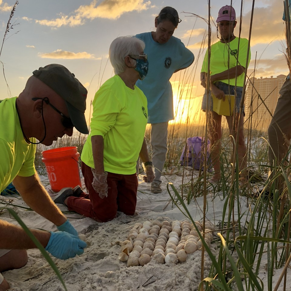 Escambia County Sea Turtle Conservation Program volunteers conduct a post-hatch nest assessment. 