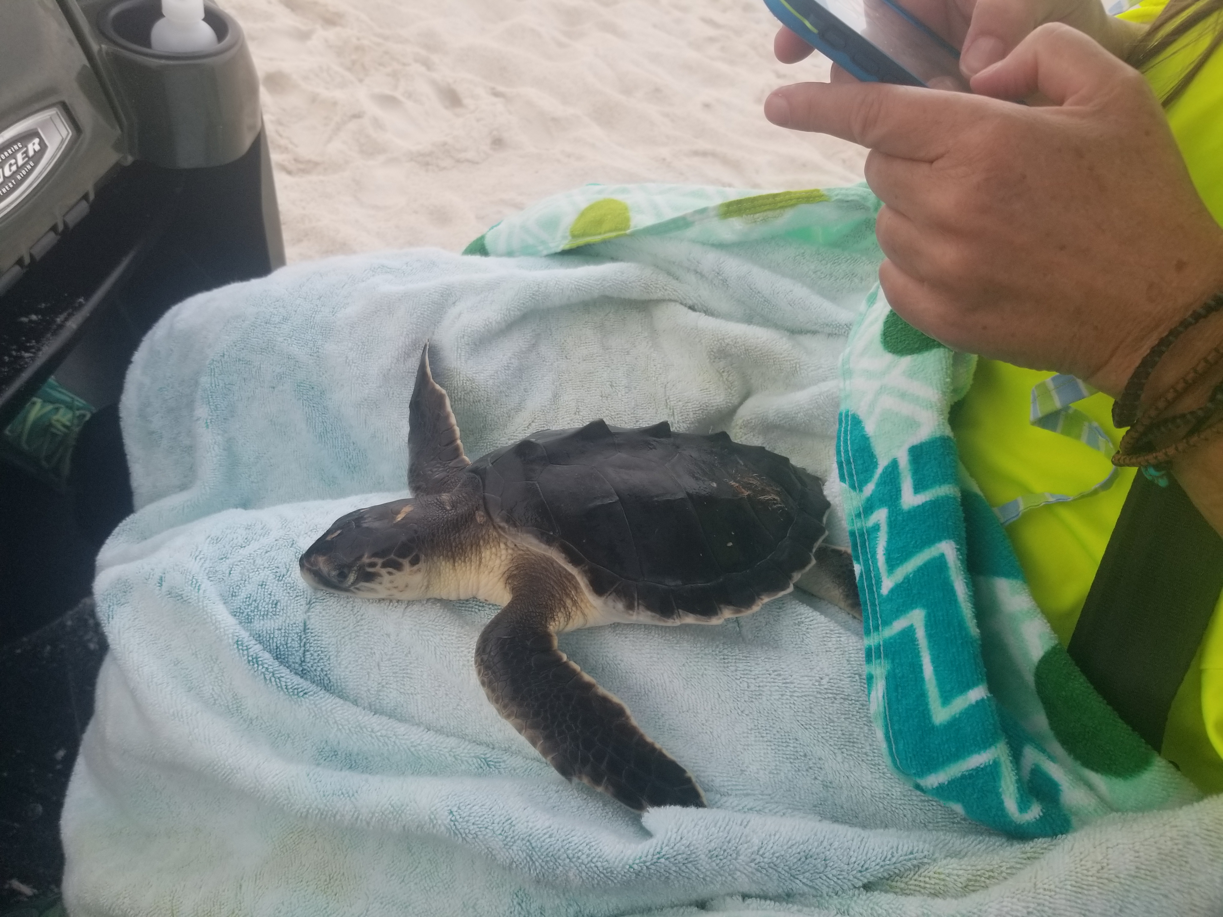 A stranded juvenile Kemps Ridley turtle that was recovered by volunteers. 