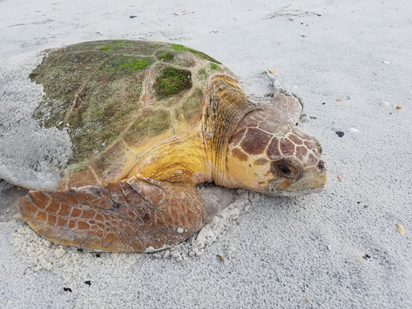 Loggerhead Sea Turtle on Beach