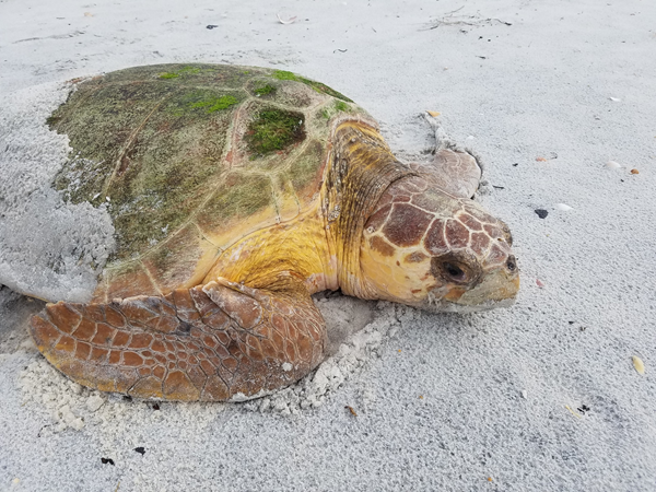 Loggerhead Sea Turtle Loggerhead Sea Turtle on Beach