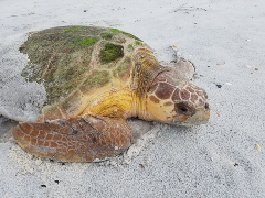 Loggerhead Sea Turtle on Beach