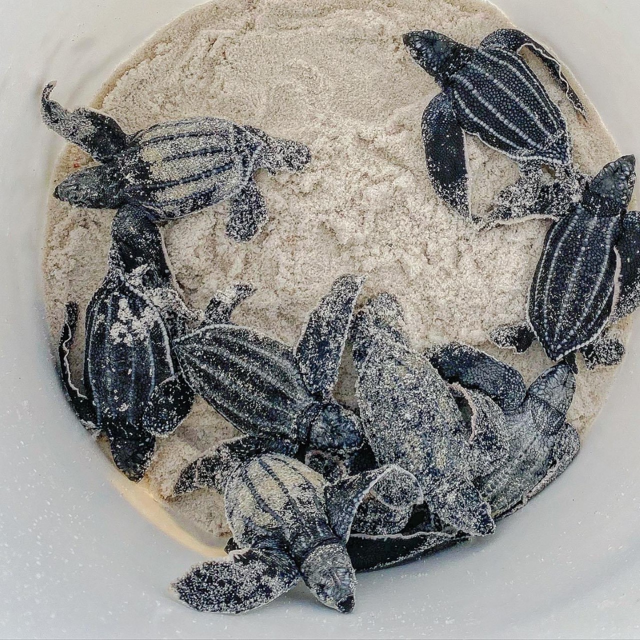Leatherback turtle hatchlings