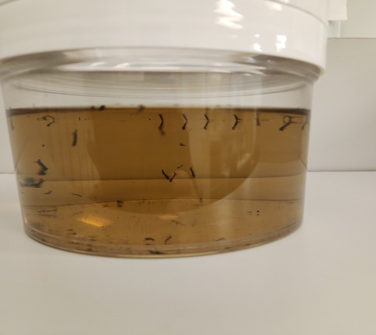 Mosquito Larvae found by Escambia County Mosquito Control in January 2023