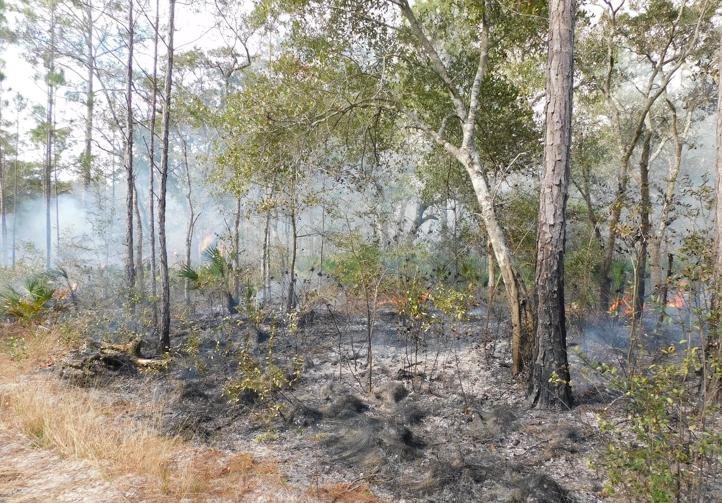 Successful Prescribed Burn at Jones Swamp Wetland Preserve in January 2022. Picture courtesy of Samantha Bolduc