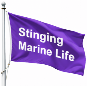 Purple flag - Stinging Marine Life
