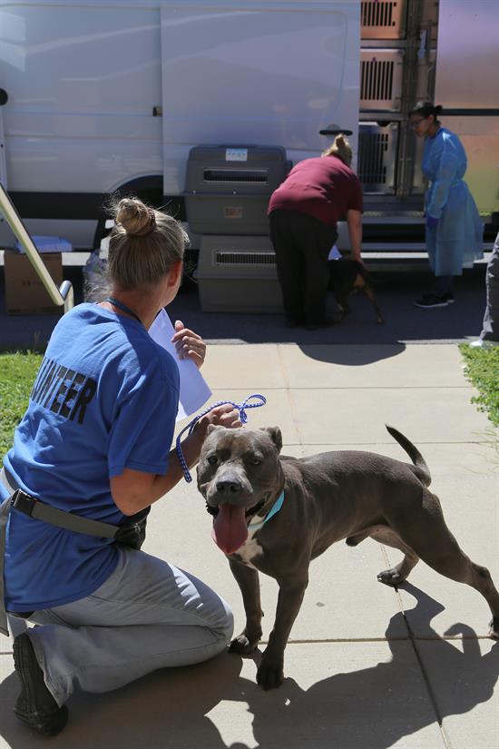Animal Shelter staff prepares to load dogs on transport van headed for Michigan Humane Society.