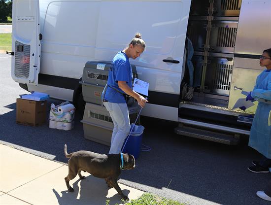 Animal Shelter staff prepares to load dogs on transport van headed for Michigan Humane Society.