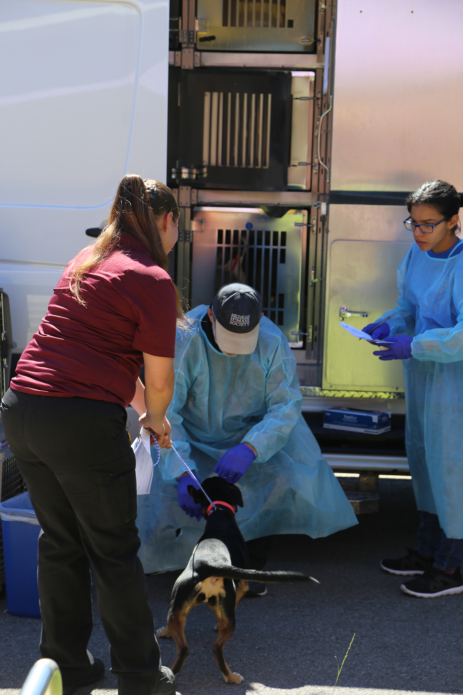 Animal Shelter staff prepares to load dogs on transport van headed for Michigan Humane Society.