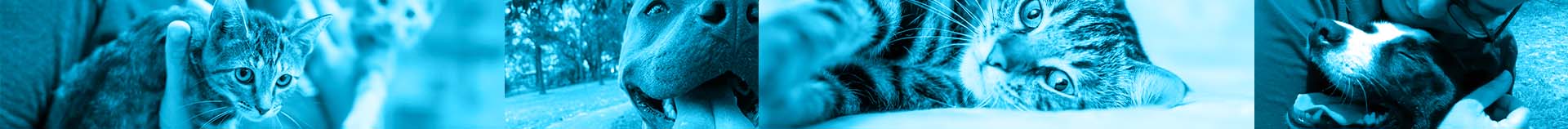 header-animal-services header-animal-services